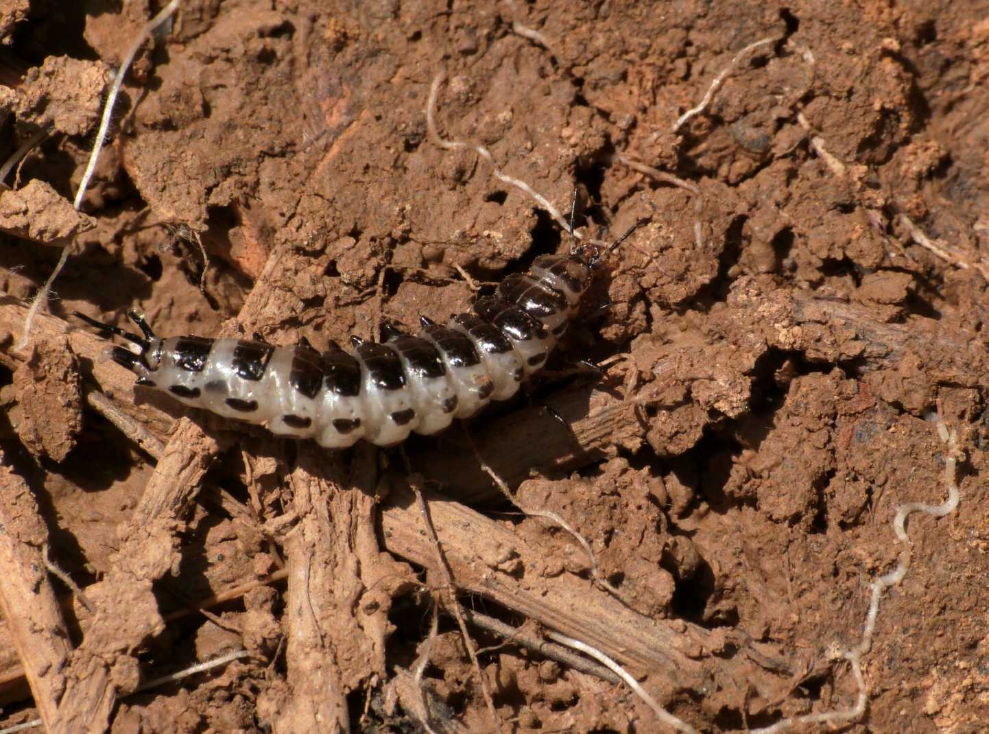 Larva strana: Licinus sp. (Carabidae)